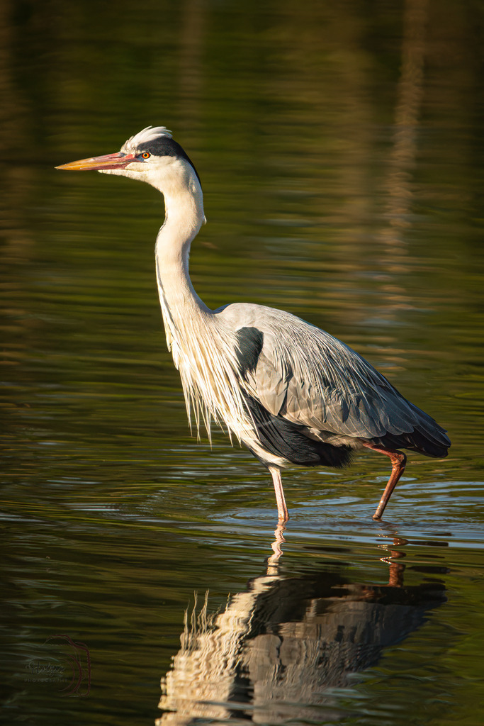 Graureiher | Holzisphotography, Landschaftsfotografie, Wildlifefotogorafie - Realisiert mit Pictrs.com