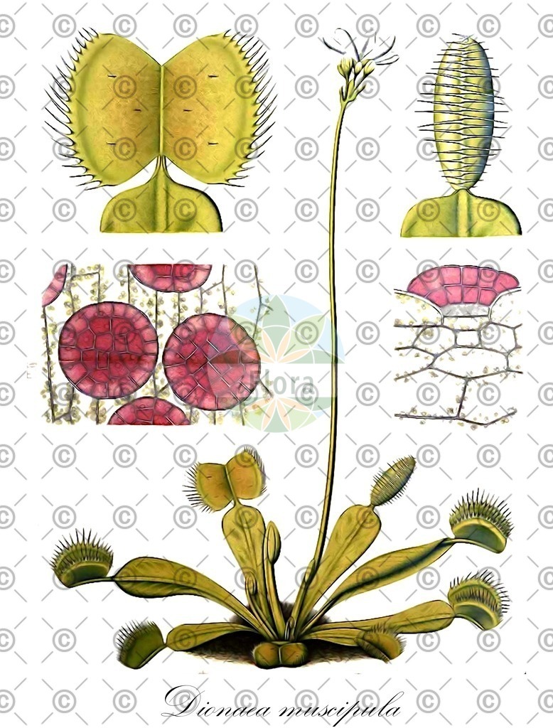 HistAbb_wfo-0001080377_1_ENZY_Simple | Historische Abbildung von Dionaea muscipula - Droseraceae | Historical Illustration of Dionaea muscipula - Droseraceae