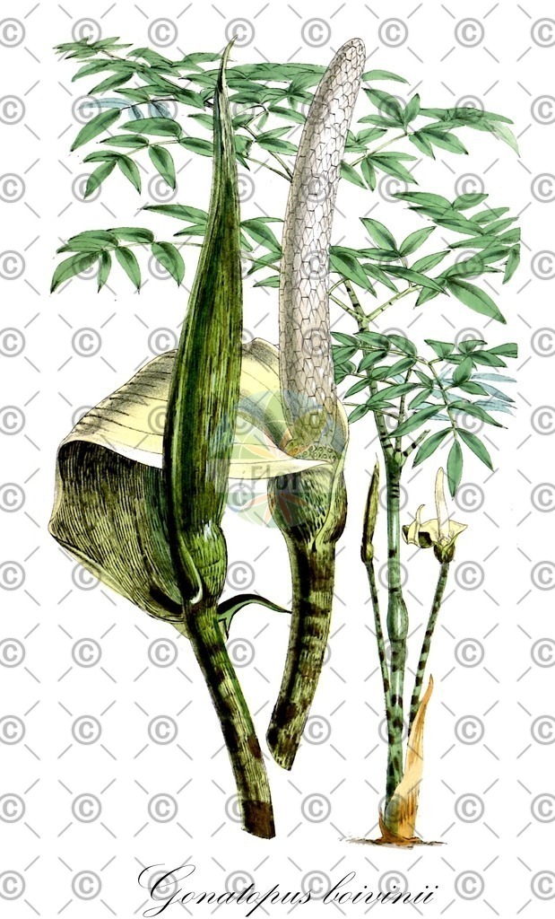 HistAbb_wfo-0000974409_1_ENZY_Simple | Historische Abbildung von Gonatopus boivinii - Araceae | Historical Illustration of Gonatopus boivinii - Araceae