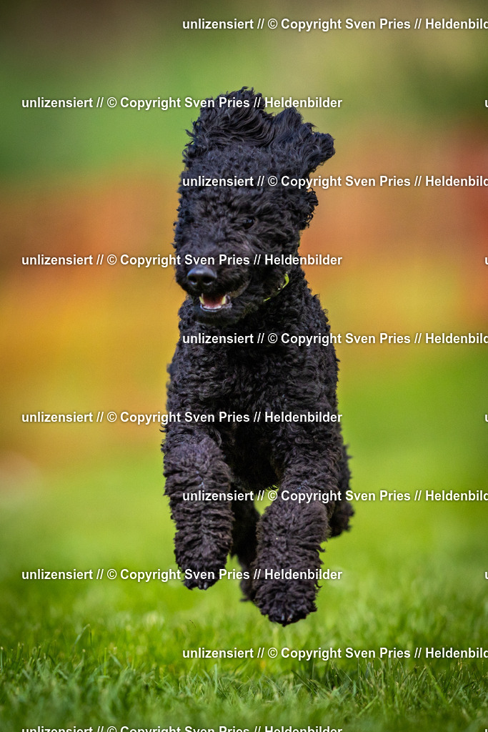 Sven Pries | 2025-04-13 - Hunderennen Baden-Baden - Realisiert mit Pictrs.com