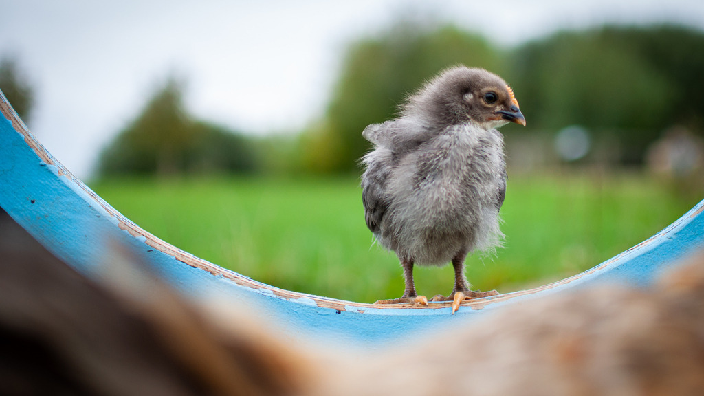 DSC_2894 | kaefersammler_roy - Realisiert mit Pictrs.com