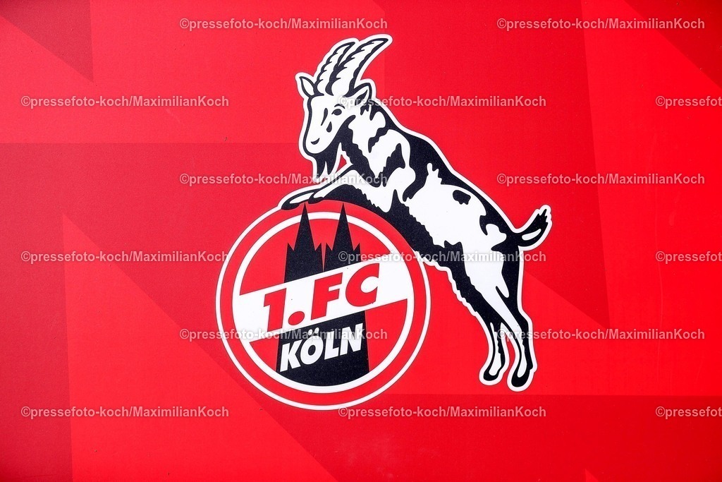1FC20042501014 | 20.04.2025, Fußball, 1. FC Köln - Preußen Münster, 2.. Fußball Bundesliga, 30. Spieltag, RheinEnergie-STADION, Saison 2024 2025: Logo Geissbock Wappen Nahaufnahme 1.FC Köln Emblem vor Rotem HintergrundDFB regulations prohibit any use of photographs as image sequences and or quasi-video.