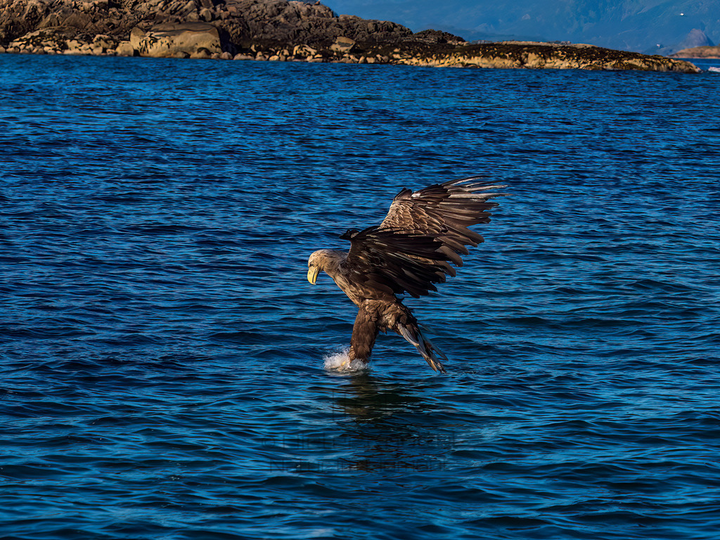Weißkopfseeadler greift zu | Nach gezieltem Anflug greift der Weißschwanz Seeadler seine Beute
Svolvaer, Lofoten Norwegen - Realisiert mit Pictrs.com