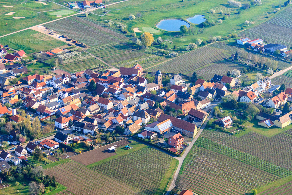 Luftbild: Dorfansicht mit Kirche am Golfplatz in Dackenheim im Bundesland Rheinland-Pfalz in Deutschland. – Foto: IMG_49658.jpg vom 13.04.2012 durch Werner Riehm/FLY-FOTO.de – Auflösung des Originals: 4752 x 3168 px