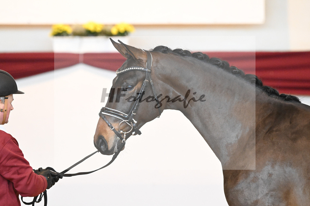Kat-Nr. 9 v. Bonds_Schmidt_66221676 | hf-fotografie - Realisiert mit Pictrs.com