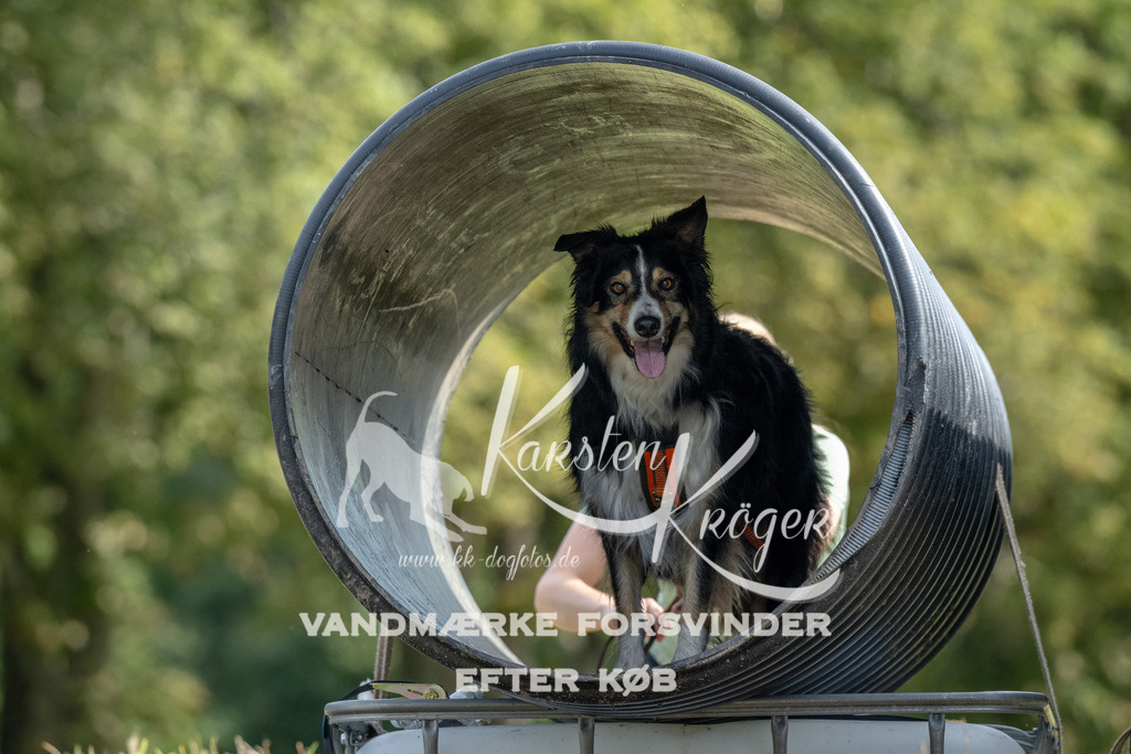 1040_ZZ92729 | kk-dogfotos