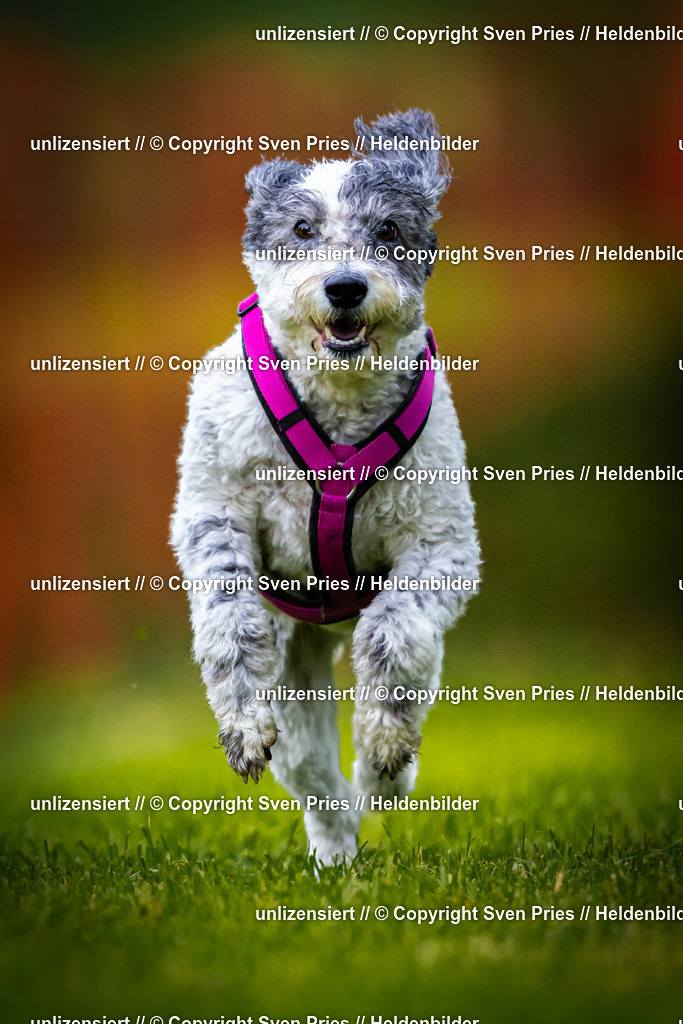 Sven Pries | 2025-09-21 - Hunderennen Baden-Oos - Realisiert mit Pictrs.com