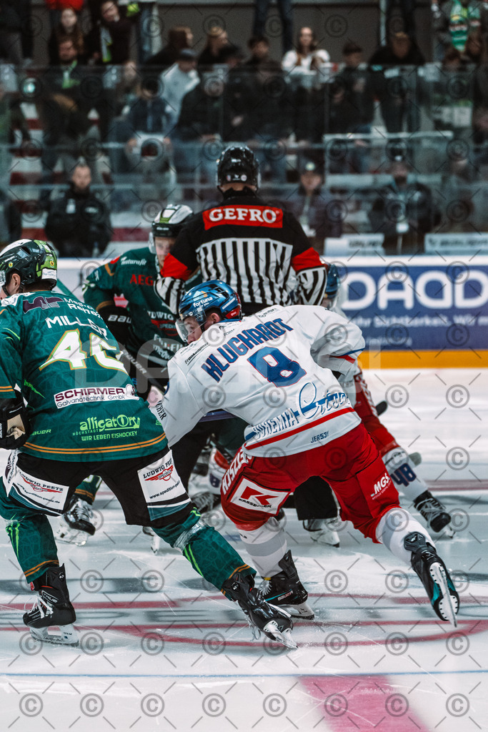 Alligators_vs_Selb_13_09_2026-10 | Die Fotogalerie von Daddel: professionelle Bilder von Sport, Events und Unternehmen aus Franken. Jetzt Galerien durchstöbern und Lieblingsfotos bestellen. - Realisiert mit Pictrs.com