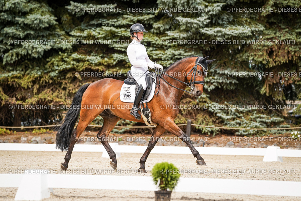 DSC06795 | Pferdegrafie