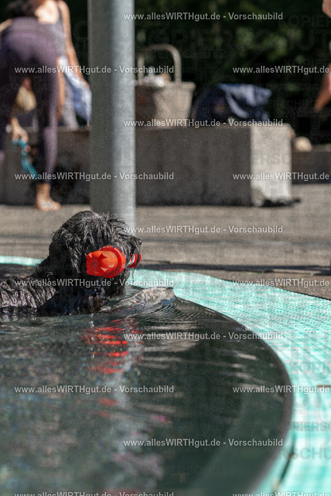 Hundeschwimmen_Volksbad_2026-allesWIRTHgut_Tierfotografie-2609061251-FAY06587 | Professionelle Tierfotografie in Mönchengladbach von Daniel Wirth (allesWIRTHgut). Liebevolle & natürliche Bilder von Hunden & Katzen für unvergessliche Erinnerungen.