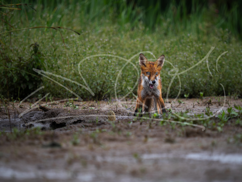 P7250245 | Naturschönheiten aus Deutschland. Pflanzen und Tiere, Insekten und Naturschauspiele. Alle schönen Details, die uns umgeben, fotografiert von Michi Moc.  - Realisiert mit Pictrs.com