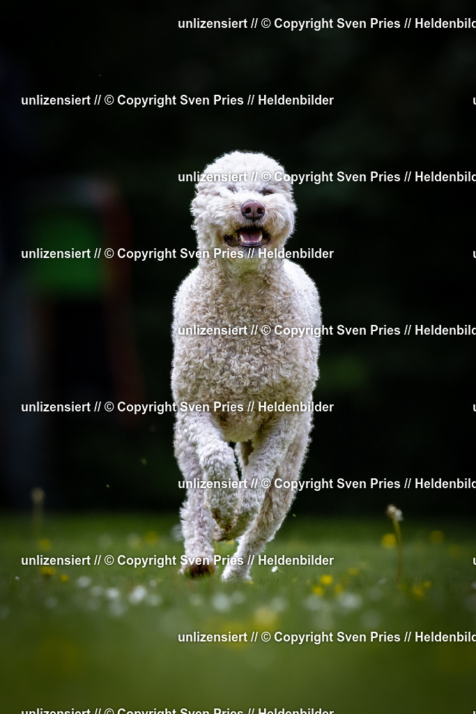 Sven Pries | 2026-05-14 - Hunderennen KA Durlach Vatertag 2026 - Realisiert mit Pictrs.com