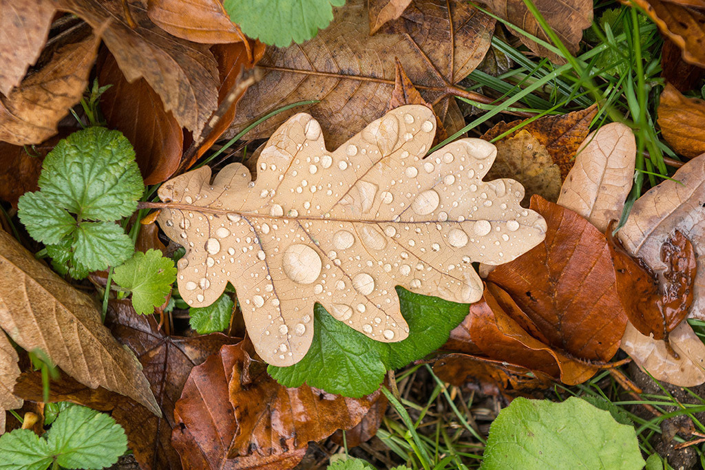 Eichenblatt mit Wassertropfen | im Herbst. - Realisiert mit Pictrs.com