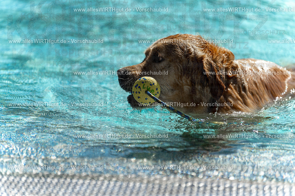 Hundeschwimmen_Volksbad_2026-allesWIRTHgut_Tierfotografie-2609061244-115423-7R500177 | Professionelle Tierfotografie in Mönchengladbach von Daniel Wirth (allesWIRTHgut). Liebevolle & natürliche Bilder von Hunden & Katzen für unvergessliche Erinnerungen.
