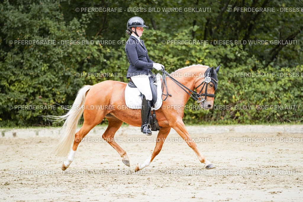 DSC04126 | Pferdegrafie