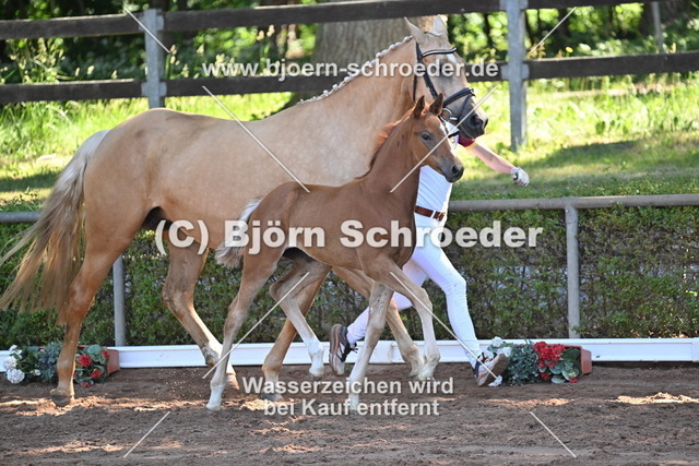 16_Asgard_s Ibiza - Quasi Gold MD_758_8680 | Björn Schroeder Pferdefotografie