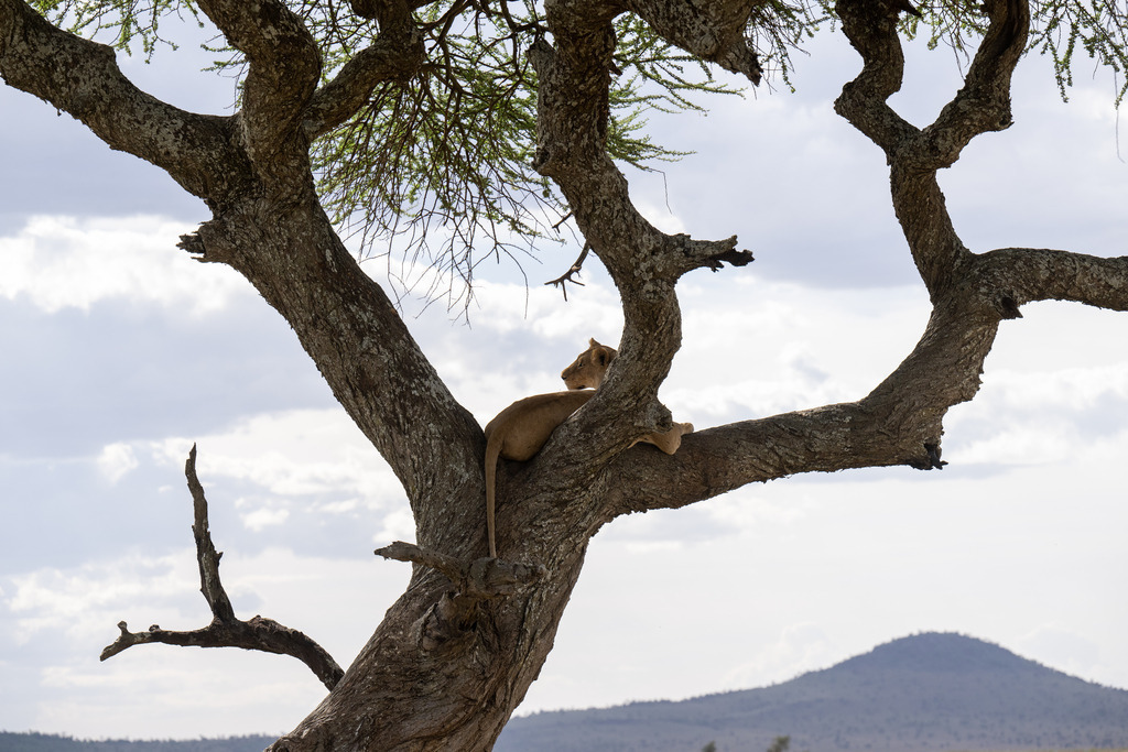 Serengeti Nationalpark - 28. September 2022 | Löwe mit Ausblick im Serengeti Nationalpark.
Bild: Sportfotografie Markus Aeschimann | www.markus-aeschimann.ch - Realisiert mit Pictrs.com