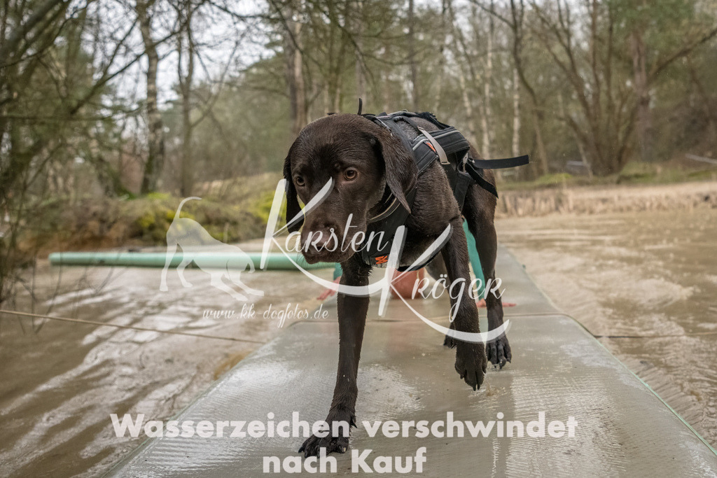 1048_ZZ93451-Bearbeitet | kk-dogfotos