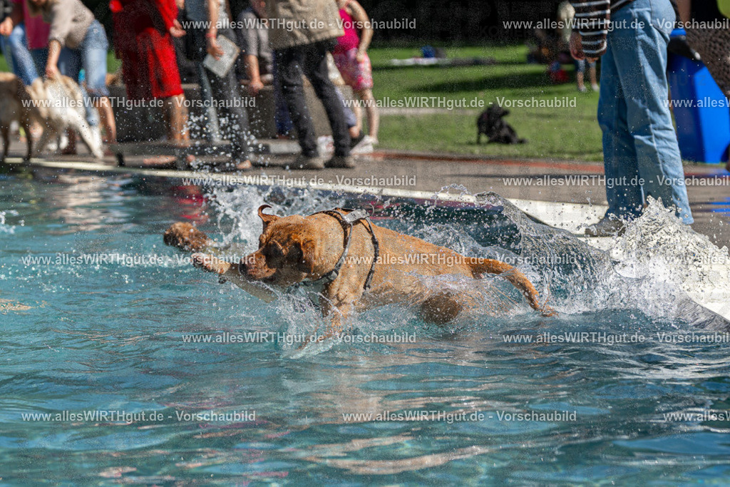 Hundeschwimmen_Volksbad_2026-allesWIRTHgut_Tierfotografie-2609061219-FAY06438 | Professionelle Tierfotografie in Mönchengladbach von Daniel Wirth (allesWIRTHgut). Liebevolle & natürliche Bilder von Hunden & Katzen für unvergessliche Erinnerungen.