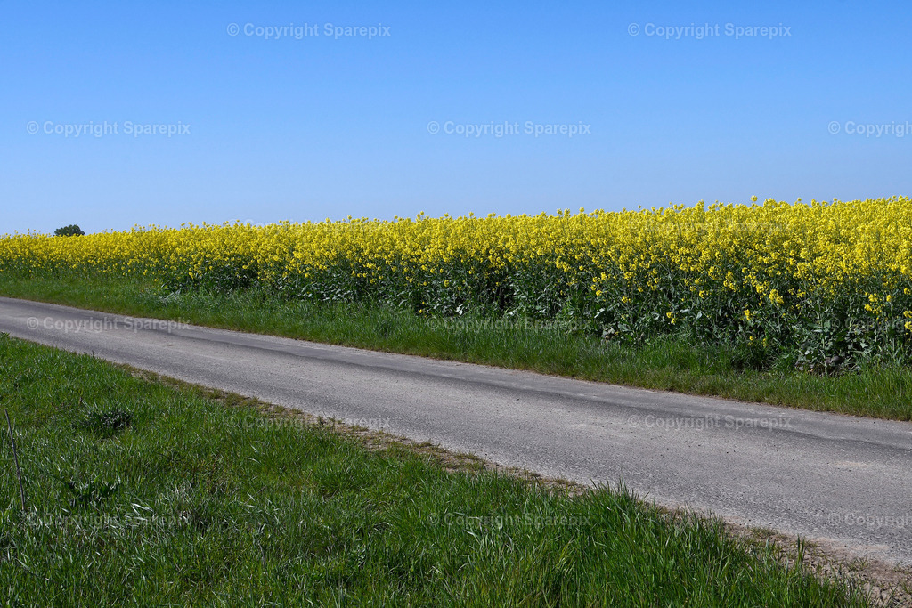 CAR_Agri_Spring_Field19 | Camera height 1,30m - light 8/45° - Realisiert mit Pictrs.com