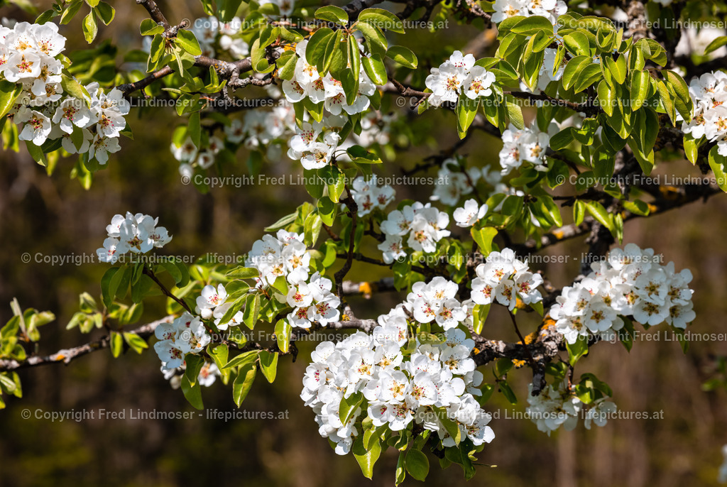 Birnbaumblute Mostviertel 28042021-3333 | Fotos und Fotoprodukte - Realisiert mit Pictrs.com
