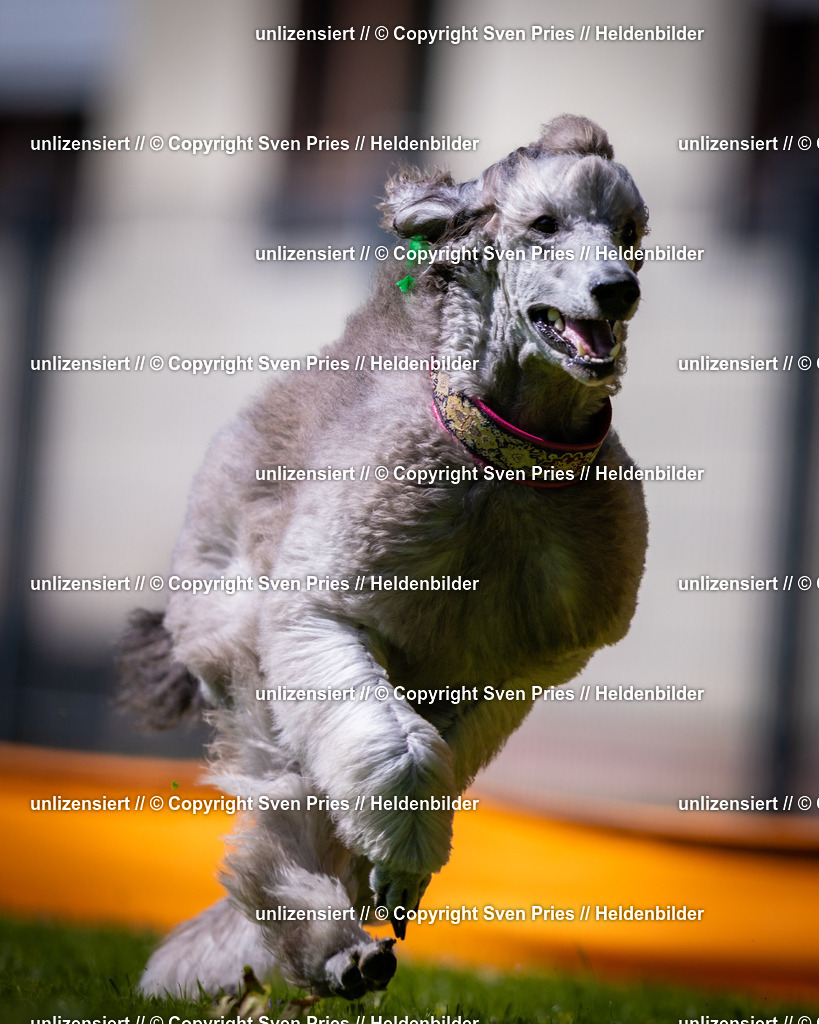 Sven Pries | 2025-08-10 - Hunderennen Durlach - Realisiert mit Pictrs.com