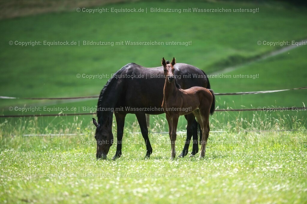 20210623_Fohlen_0466 | Foto: Thomas Hartig