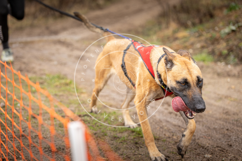 DV3A0358 | Hundefotografie, Tierfotograf, Pfotenfotografie, Fotoshooting Hund, Hunde Portrait, Hundesport, Hundeportraits, Heideshooting, Hunde, Sportfotograf, Hundefotograf, Turnierhundsport, THS,  - Realisiert mit Pictrs.com