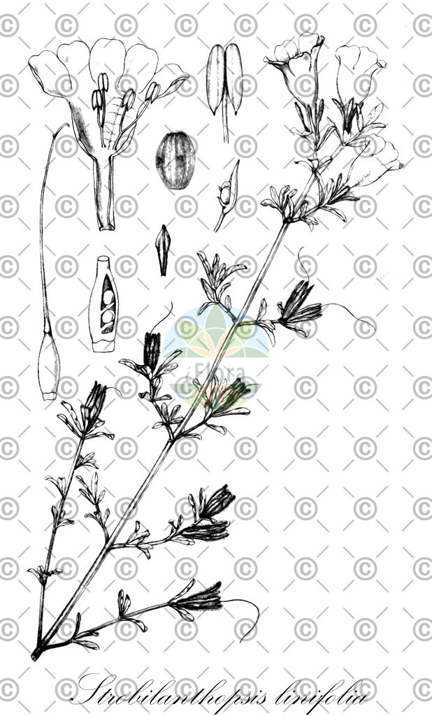 HistAbb_wfo-0001261338_1_ENZY_Simple | Historische Abbildung von Strobilanthopsis linifolia - Acanthaceae | Historical Illustration of Strobilanthopsis linifolia - Acanthaceae