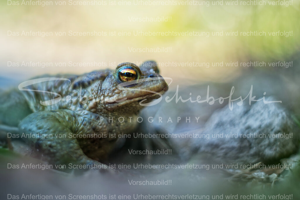 "Hey, Du!" | Ein Frosch mit Fokus auf dem Auge vor einem pastelfarbenen Hintergrund. - Realisiert mit Pictrs.com