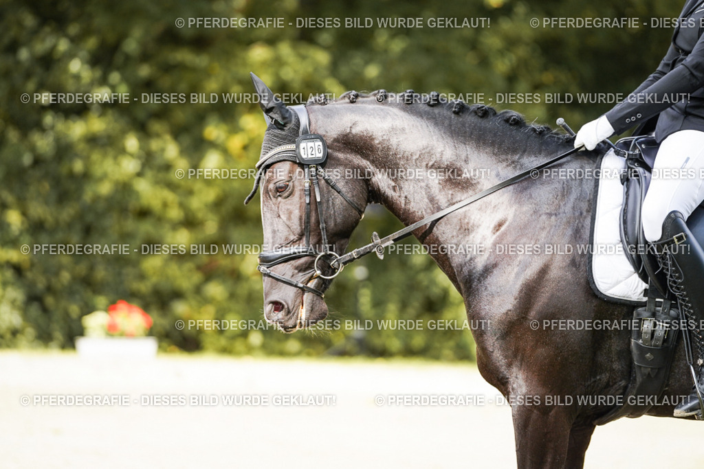 DSC02301 | Pferdegrafie