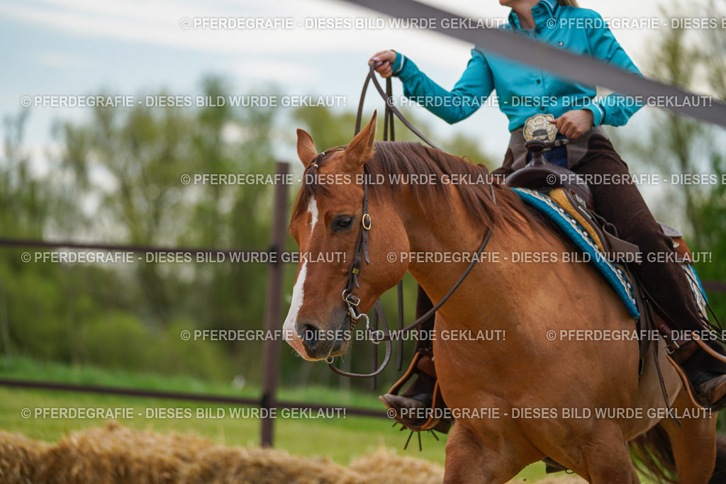 DSC03034 | Pferdegrafie