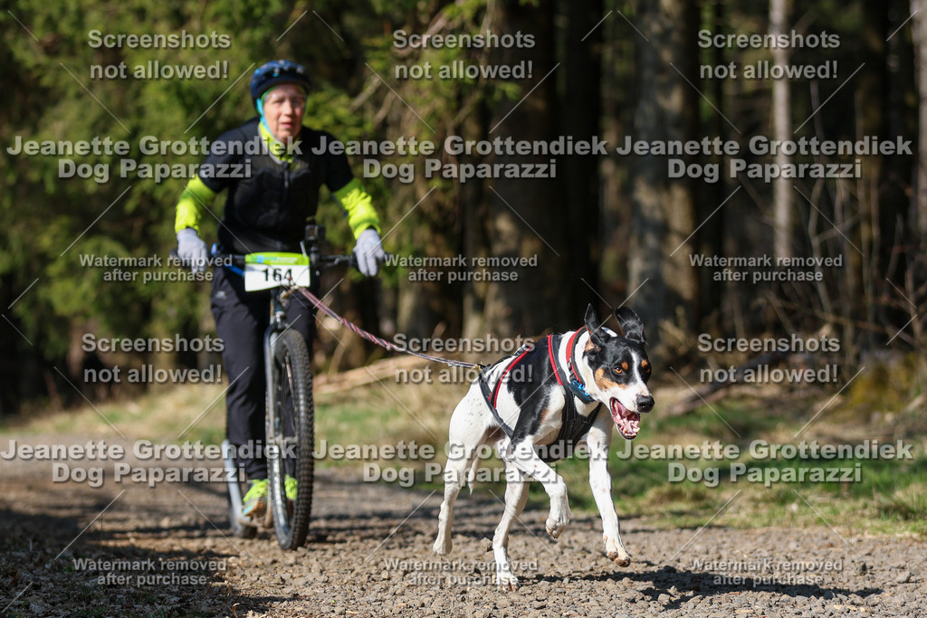 Dog Paparazzi - VCC26-137 | Dog Paparazzi Jeanette Grottendiek Fotografie & Videografie - Realisiert mit Pictrs.com