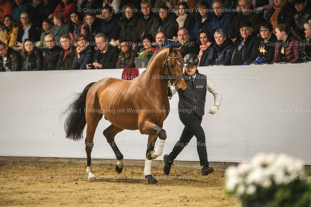 20240302_Hengstvorstellung_Marbach_TOMsPiC_0241 | equistock