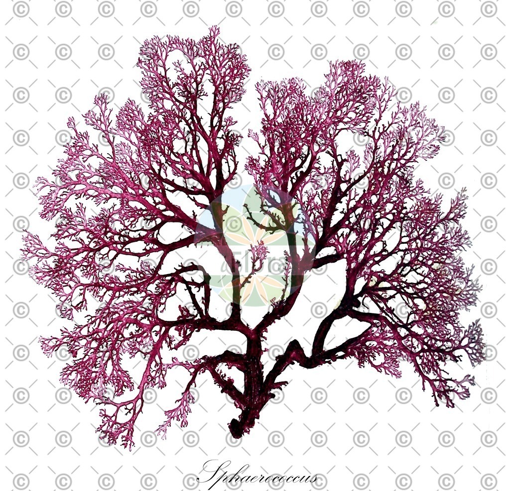 HistAbb_wfo-0000435213_1_ENZY_Simple | Historische Abbildung von Sphaerococcus - Sphaerococcaceae (0) | Historical Illustration of Sphaerococcus - Sphaerococcaceae (0)