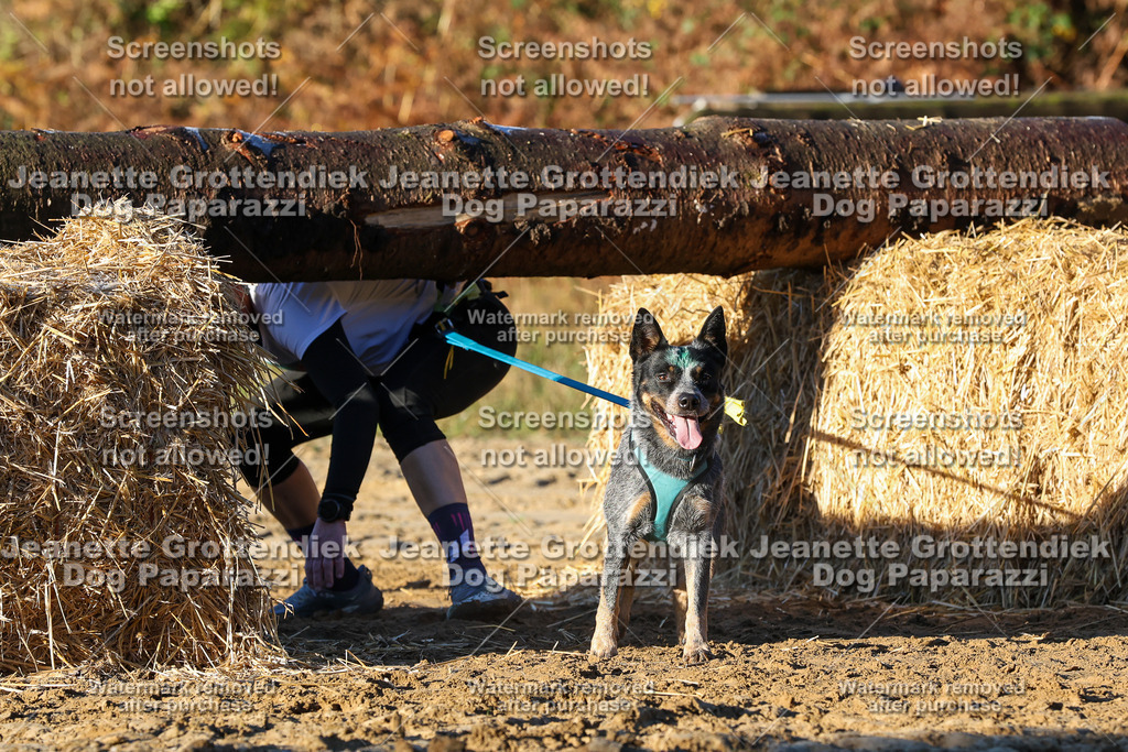 Dog Paparazzi - Strongdog 10-25-1033 | Dog Paparazzi Jeanette Grottendiek Fotografie & Videografie