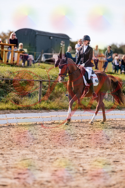 2026_10_03_Siefer-Hof_133124_Z81_85210662 | Professionelle Reitsport-, Turnier- und Eventfotografie von Robert Broda. Galerien mit ausgewählten und bearbeiteten Bildern direkt online ansehen und bestellen.