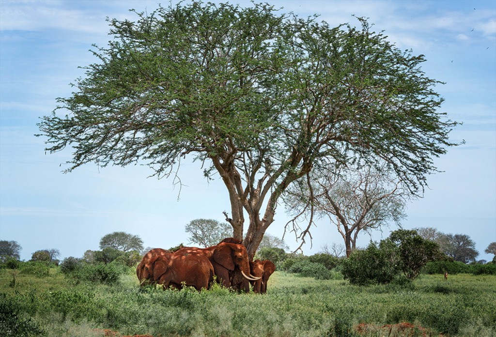 Rote Elefanten im Schatten | Tsavo Kenia | Premium-Wandbild von justsomewhere.com: Eine Herde der berühmten roten Elefanten sucht im Tsavo-Nationalpark in Kenia Schutz im Schatten eines mächtigen, ausladenden Baumes. - Realisiert mit Pictrs.com