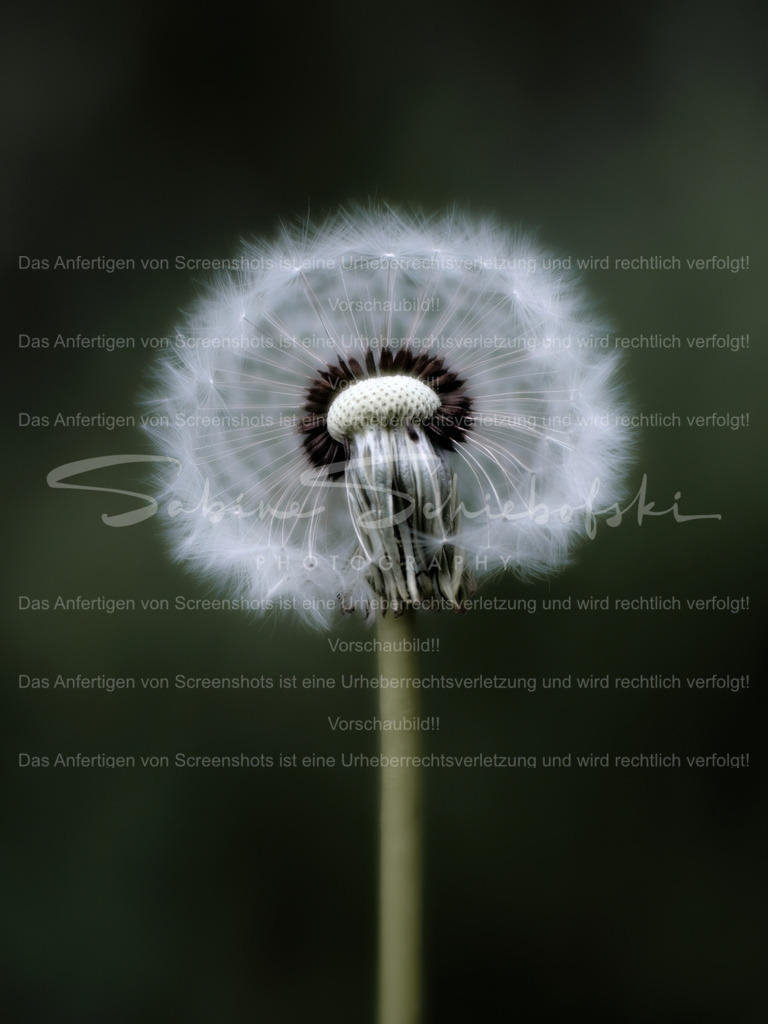 Wandbild Pusteblume "Softball" | People- und Tierfotografie, Imageaufnahmen, Veranstaltungsfotografie und Wandbilder aus der Natur ★ Made in Germany ✔️ Druck + Downloads ✔️ Naturfotografie in Top Qualität ★ schneller Versand, weltweite Lieferung! - Realisiert mit Pictrs.com
