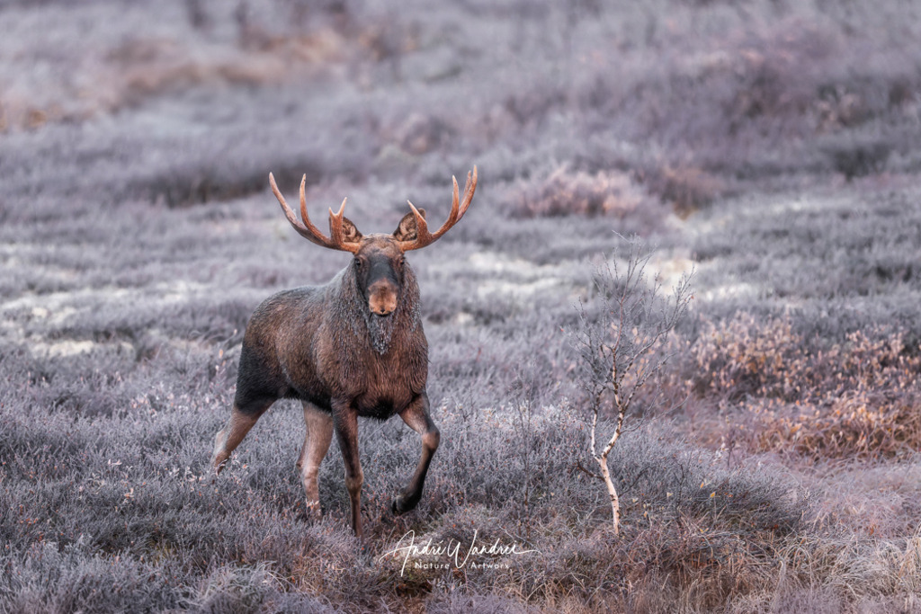 Wächter der Winterdämmerung | Andre Wandrei - Nature Artworx - Realisiert mit Pictrs.com