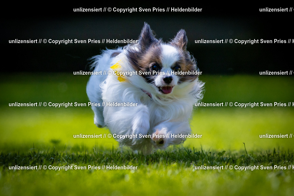 Sven Pries | 2025-08-10 - Hunderennen Durlach - Realisiert mit Pictrs.com