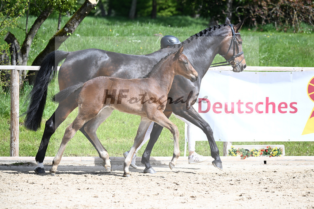 Adzaro de L Abbaye B x Cornet Obolensky_HF_Berger_11240283 | hf-fotografie - Realisiert mit Pictrs.com