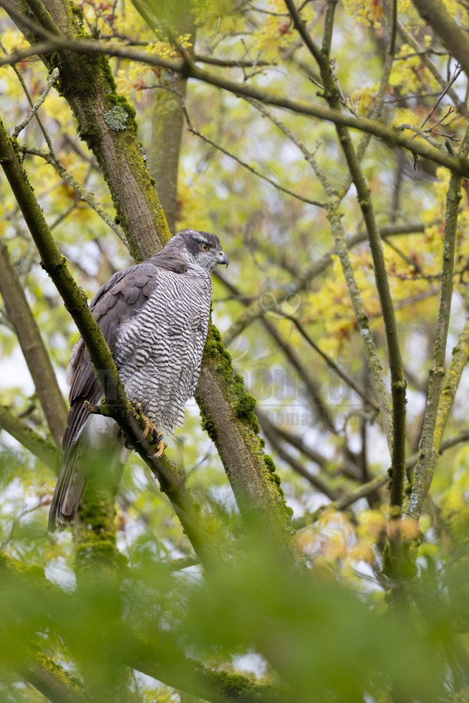 R5M21073_20260328 | Ein Habichtweibchen (Accipiter gentilis) sitzt auf einem dicken, moosbewachsenen Ast und blickt aufmerksam nach rechts. Der Greifvogel hat ein graues Rückengefieder und eine fein gebänderte, weiß-graue Unterseite. Die gelben Augen stechen hervor. Im Hintergrund sind unscharfe Äste mit hellgrünen und gelblichen Blättern zu sehen, die auf eine frühlingshafte oder herbstliche Umgebung hindeuten. - Realisiert mit Pictrs.com