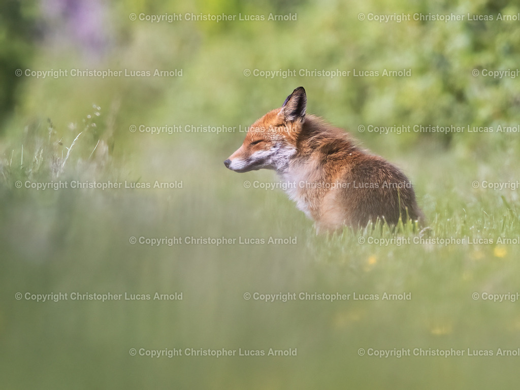 Rotfuchs | bildkomponist - Realisiert mit Pictrs.com