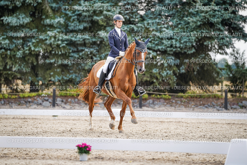 DSC00588 | Pferdegrafie