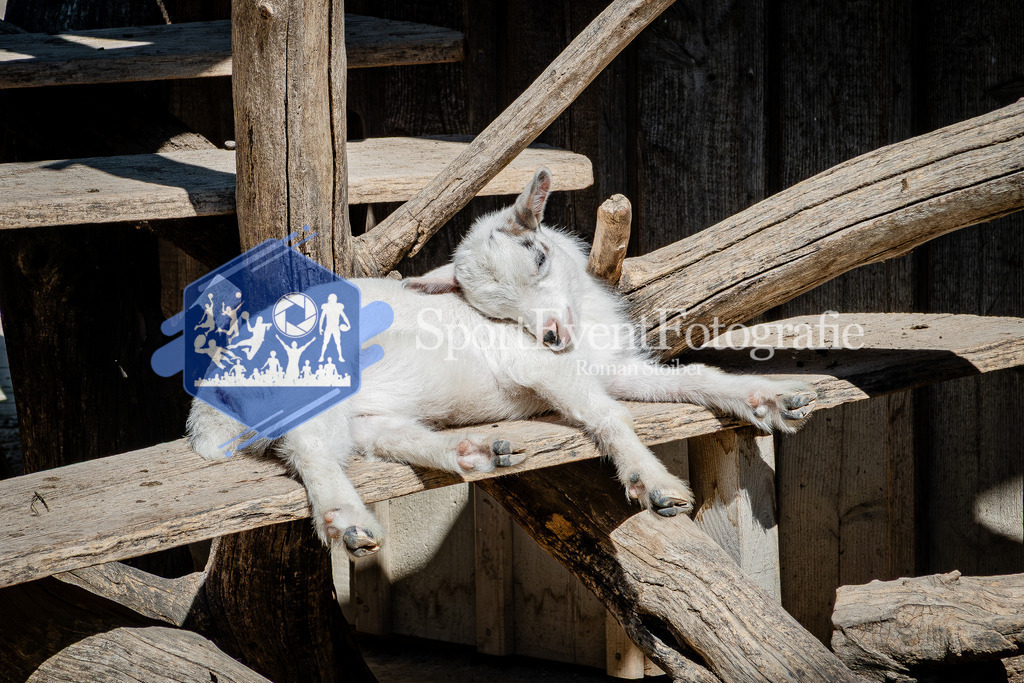 IMG_0722 | SportEventFotografie - Roman Stoiber