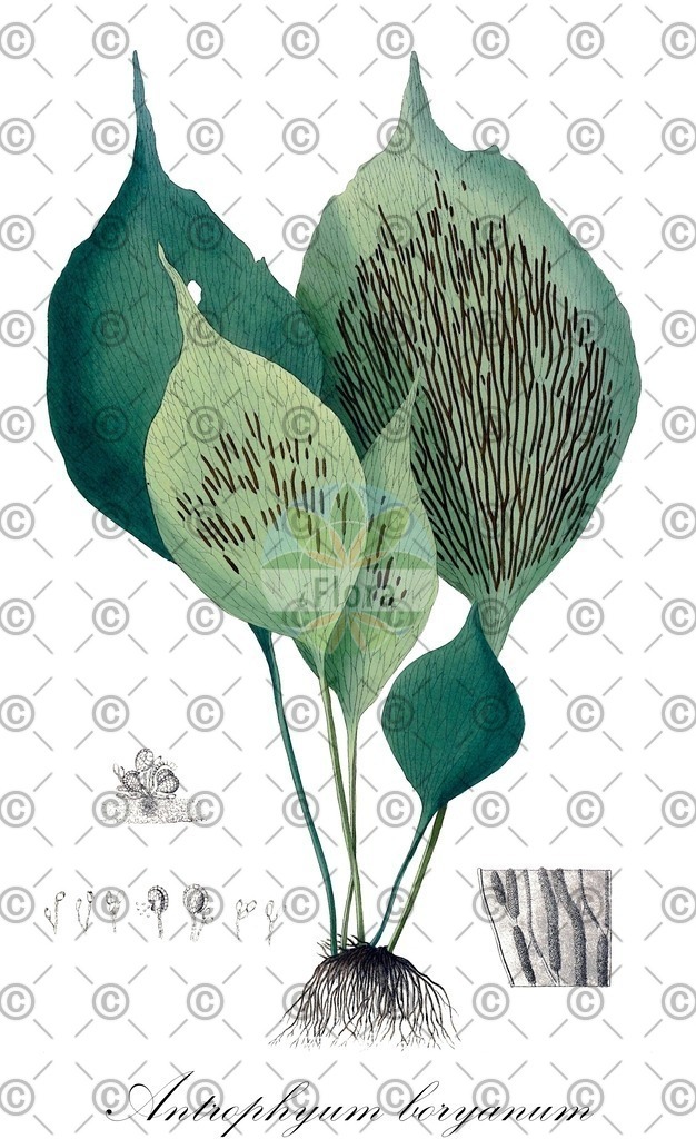 HistAbb_wfo-0000241628_1_ENZY_Simple | Historische Abbildung von Antrophyum boryanum - Pteridaceae | Historical Illustration of Antrophyum boryanum - Pteridaceae