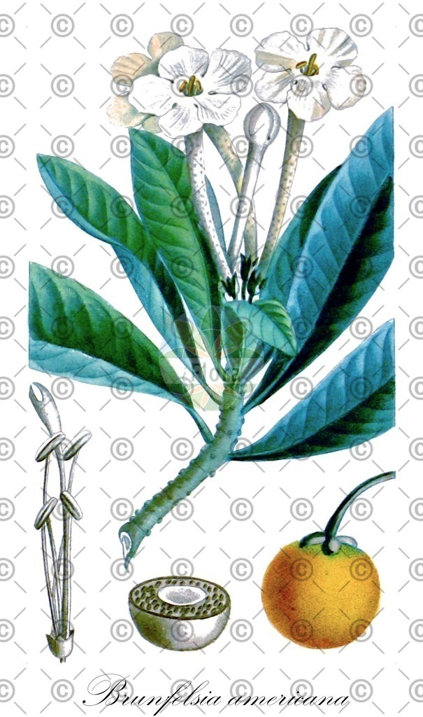 HistAbb_wfo-0000748836_1_ENZY_Simple | Historische Abbildung von Brunfelsia americana - Solanaceae | Historical Illustration of Brunfelsia americana - Solanaceae