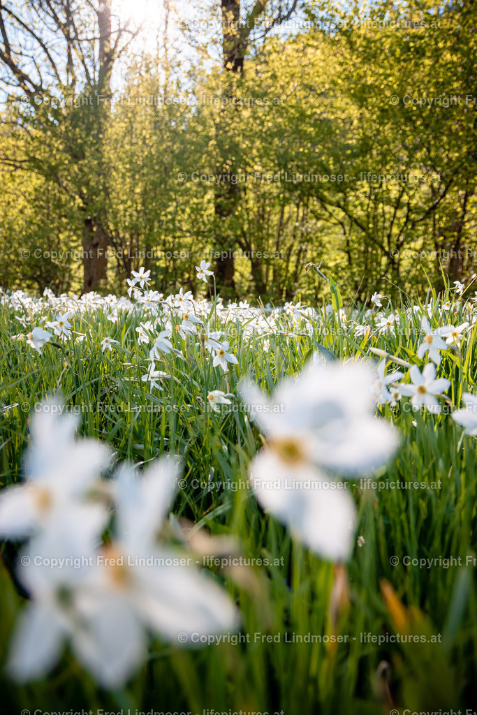 Narzissenblute 03062021-5637 | Fotos und Fotoprodukte - Realisiert mit Pictrs.com