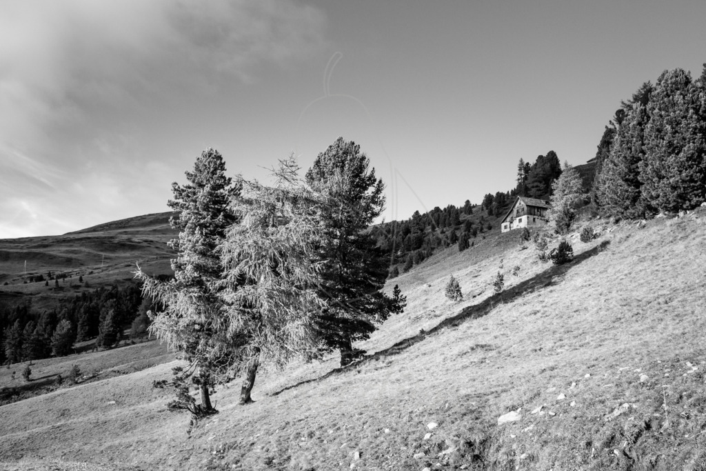 Herbst Schönfeld sw | Bei Veröffentlichung des Bildes ist eine Namensnennung wie folgt erforderlich: 
Foto: Mostdirn Irmgard Wieser - Realisiert mit Pictrs.com